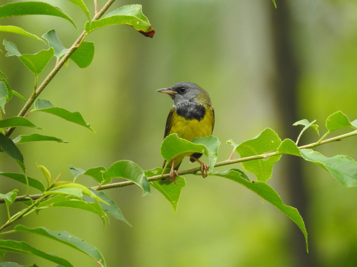 Mourning Warbler - ML585952761