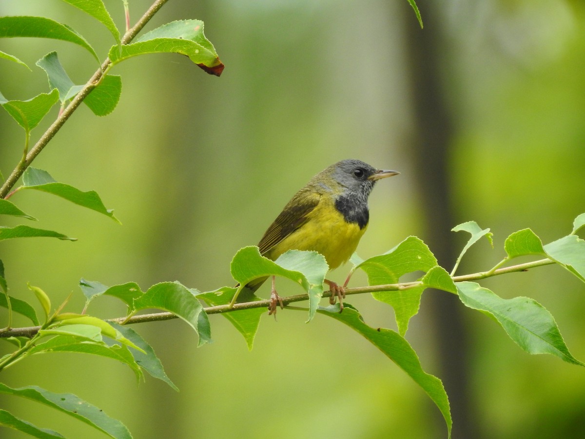 Mourning Warbler - Matthew Watson