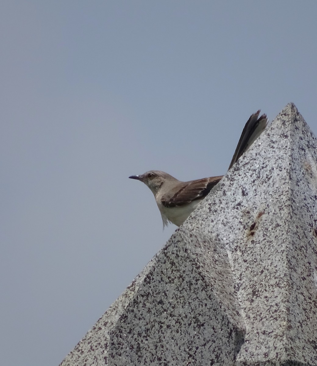 Northern Mockingbird - ML585952821