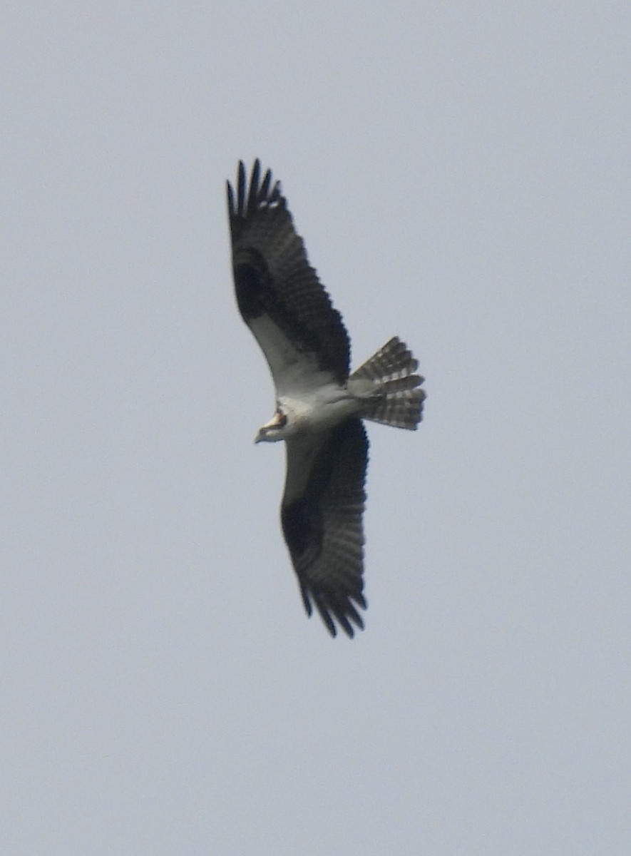 Águila Pescadora - ML585953981