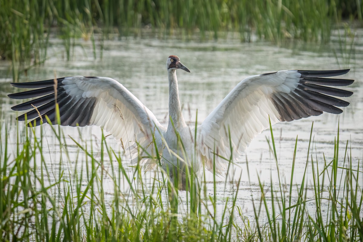 Whooping Crane - ML585954301