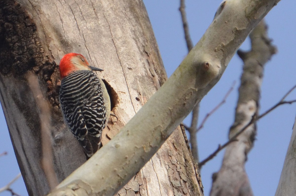 Red-bellied Woodpecker - ML585955061