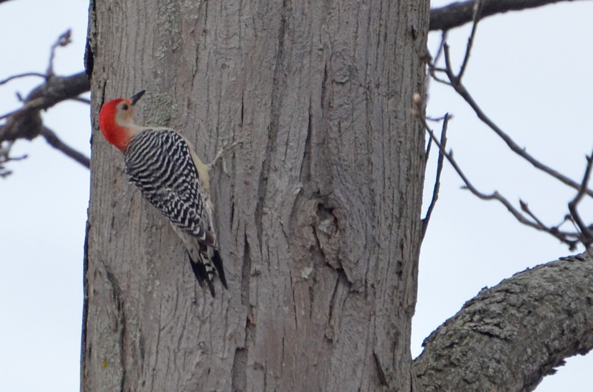 Red-bellied Woodpecker - ML585955111