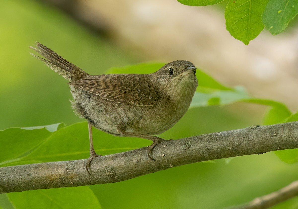 House Wren (Northern) - ML585955241