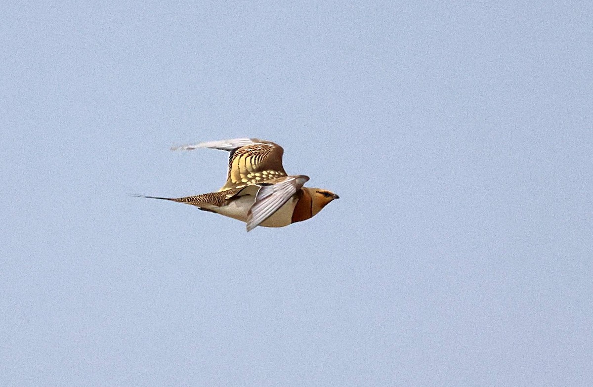 Pin-tailed Sandgrouse - Jesus Carrion Piquer