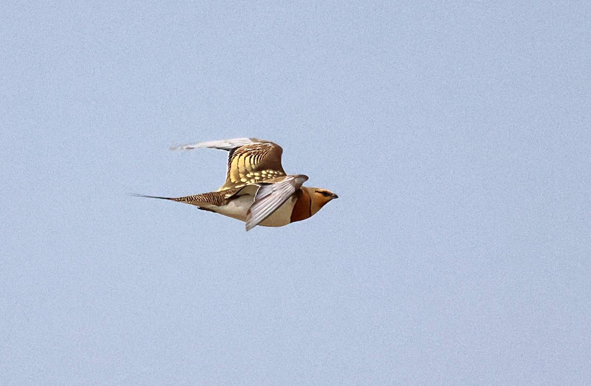 Pin-tailed Sandgrouse - ML585955441