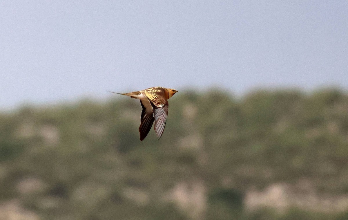 Pin-tailed Sandgrouse - ML585955451