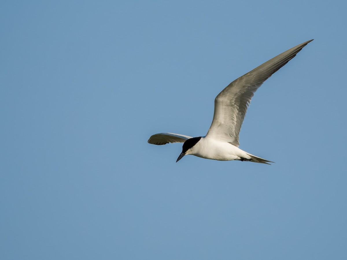 Gull-billed Tern - ML585955461