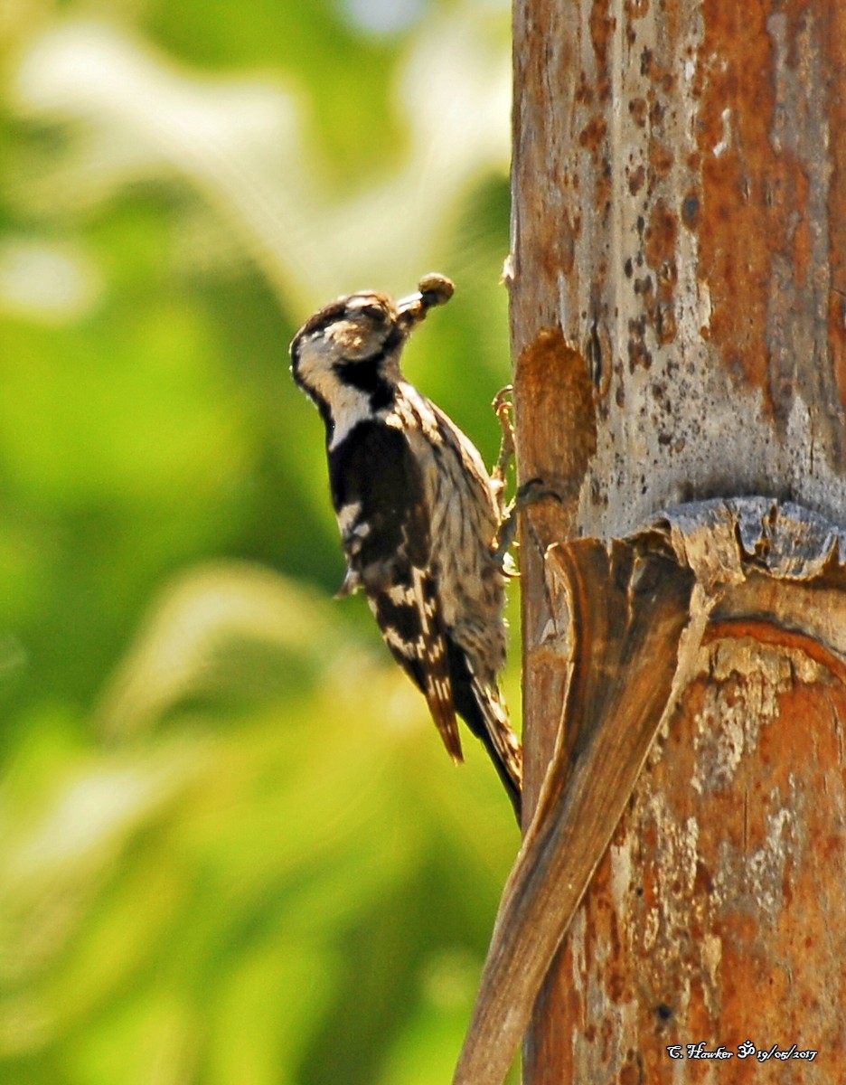 Lesser Spotted Woodpecker - ML58595571