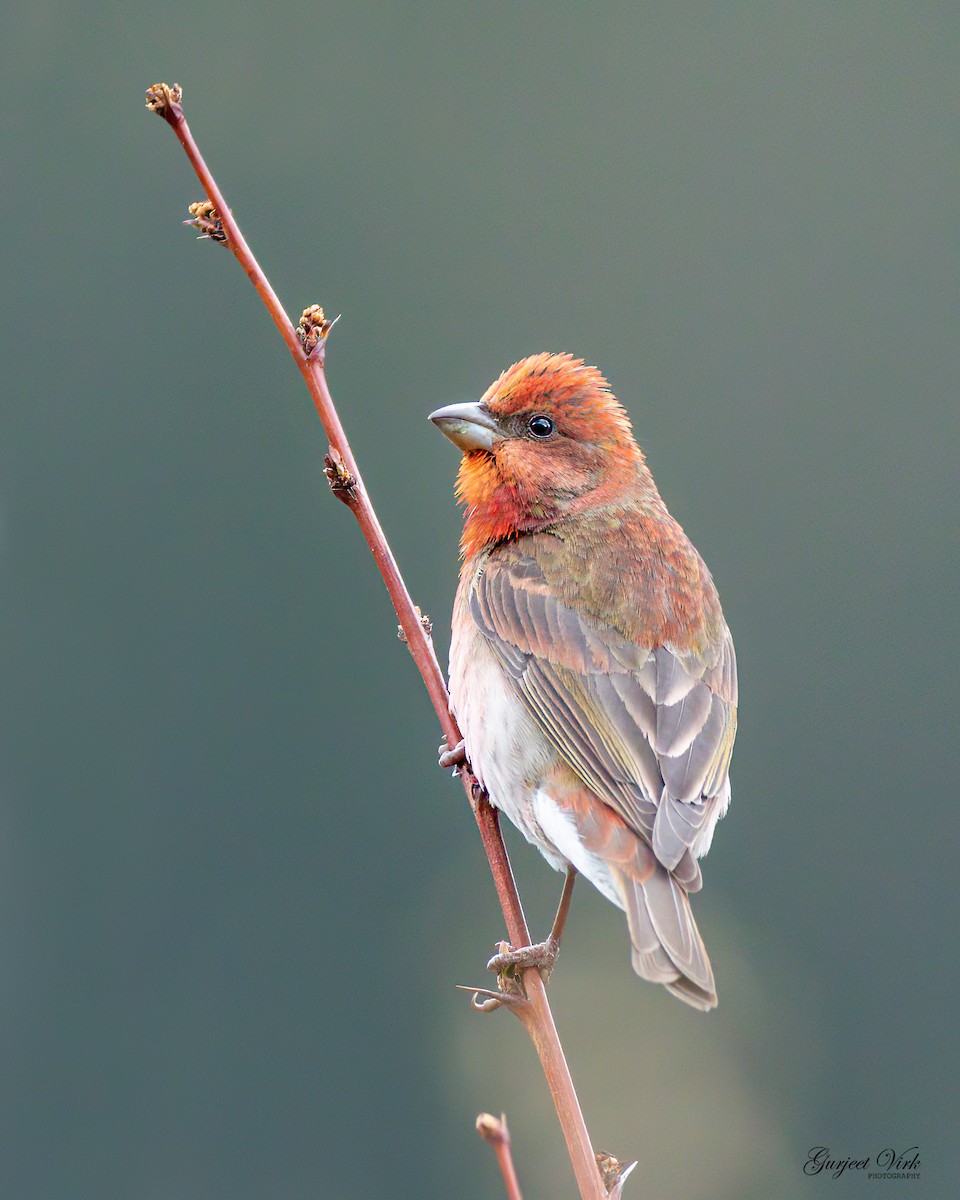 Common Rosefinch - Gurjeet  Virk