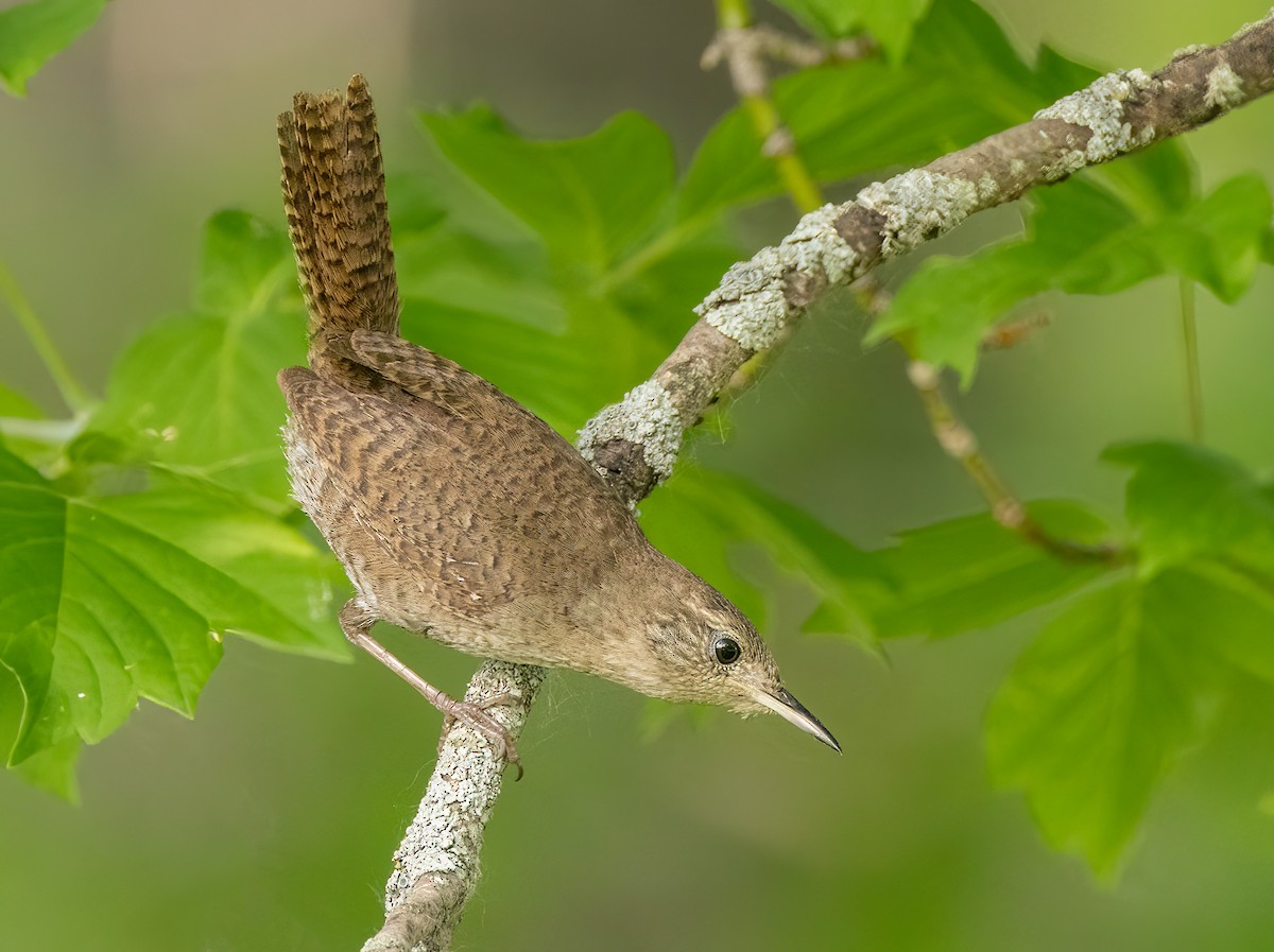 House Wren (Northern) - ML585956201