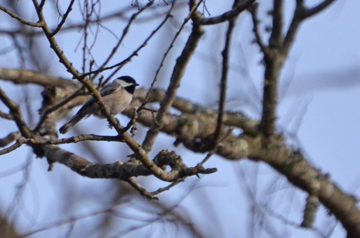 Carolina Chickadee - ML585956221