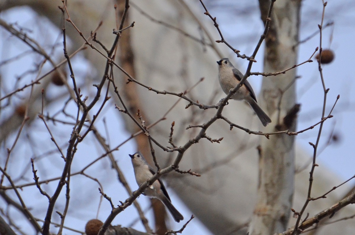 Tufted Titmouse - ML585956251