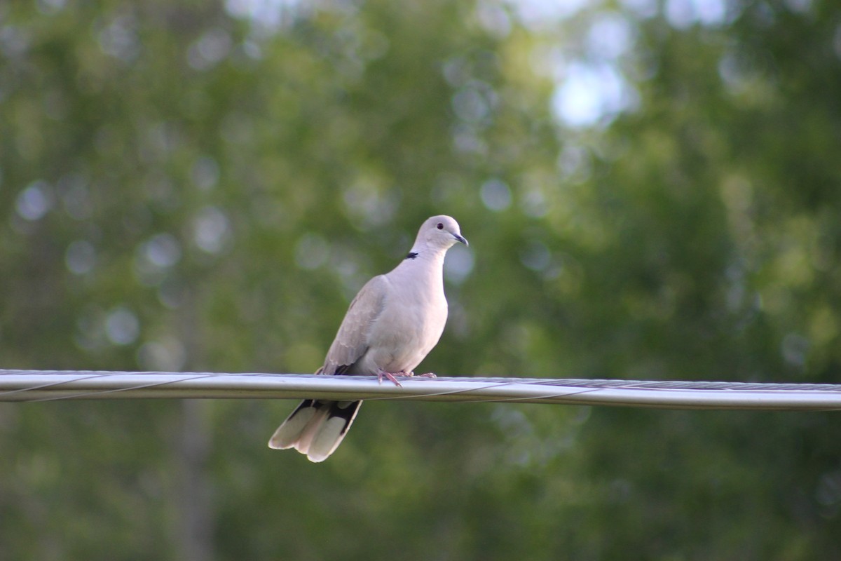 Eurasian Collared-Dove - Sarah M