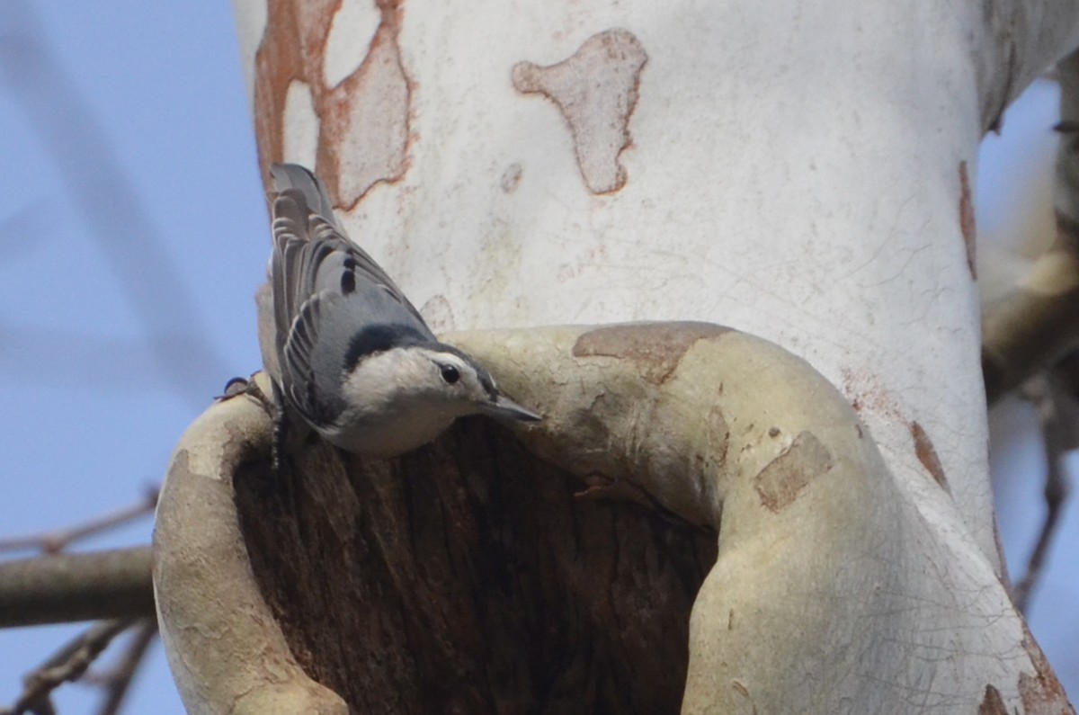 White-breasted Nuthatch - ML585956341