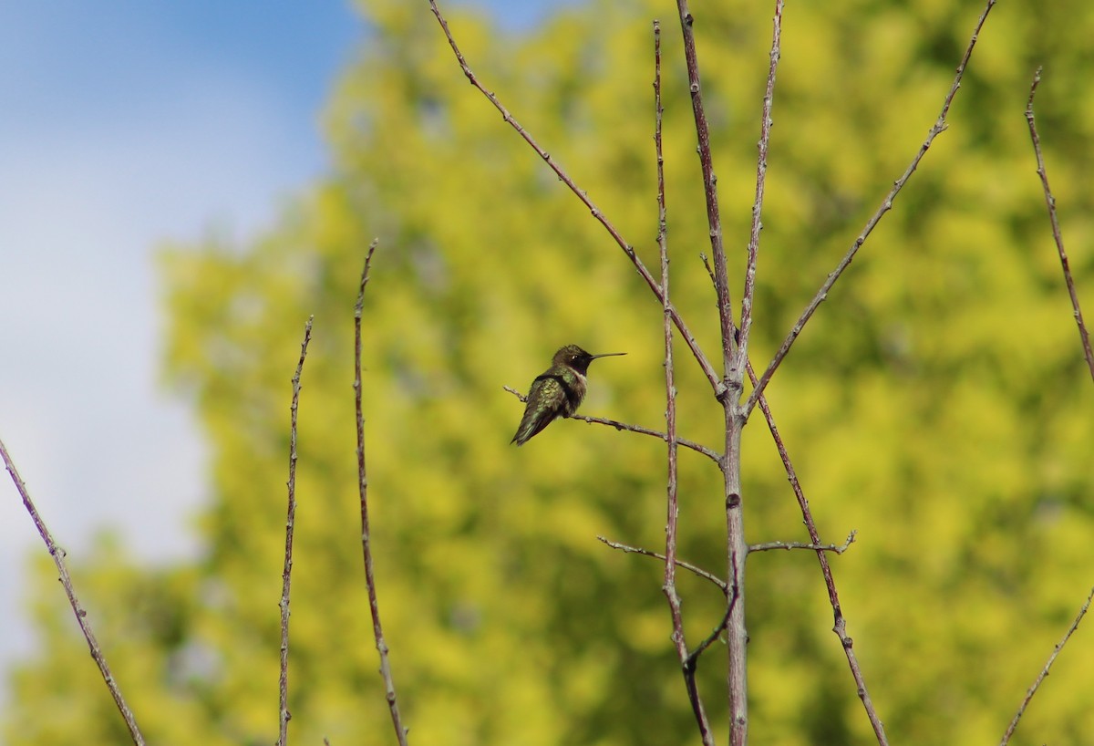 Black-chinned Hummingbird - Sarah M