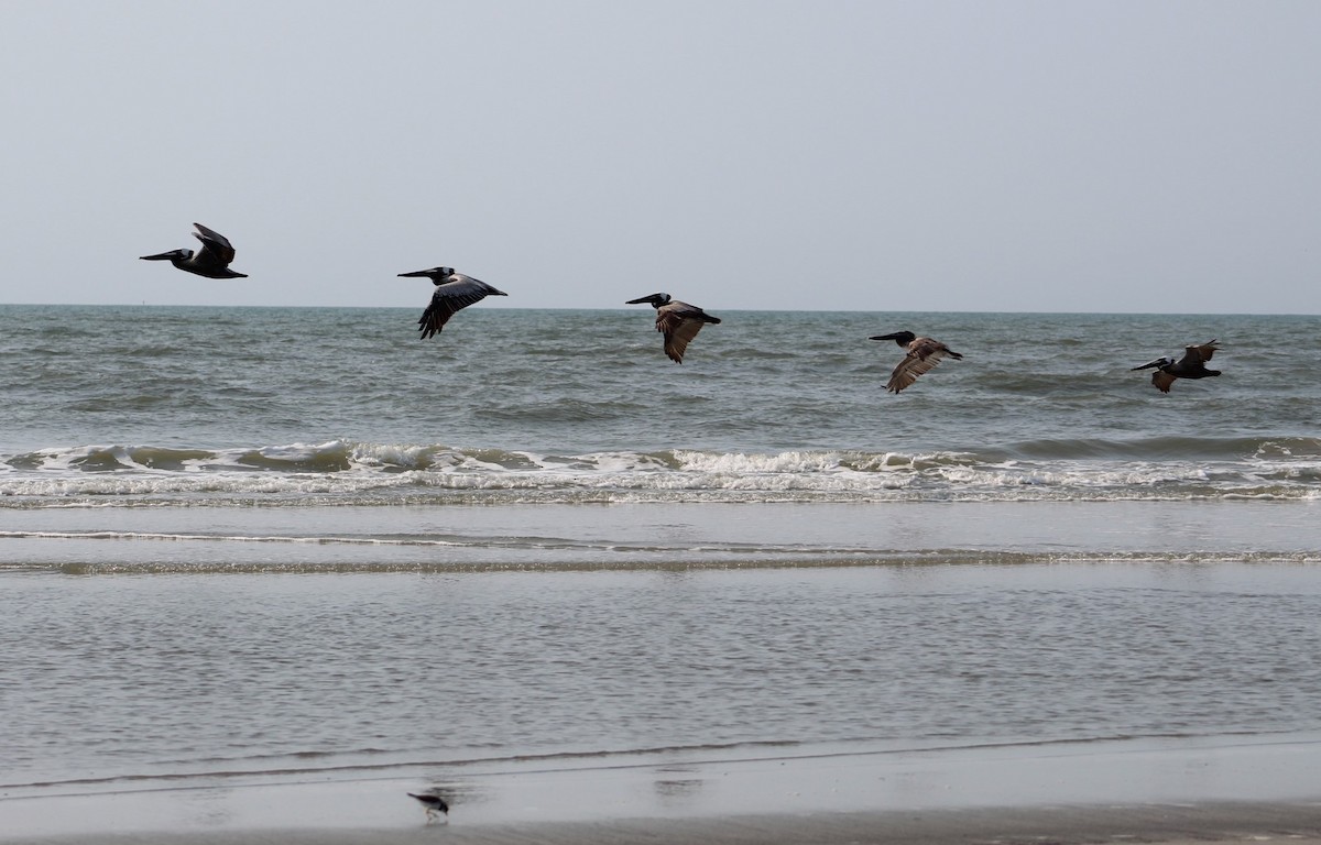 Brown Pelican - Jennifer Jerome