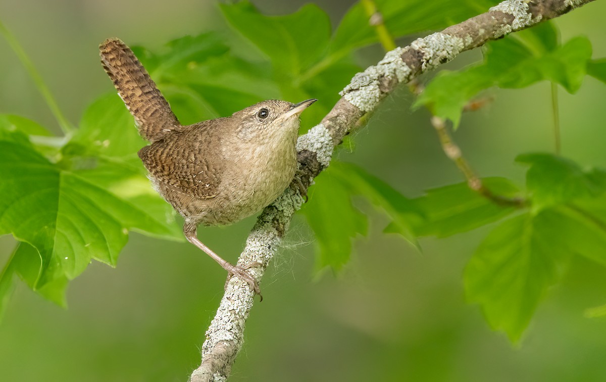 House Wren (Northern) - ML585957271