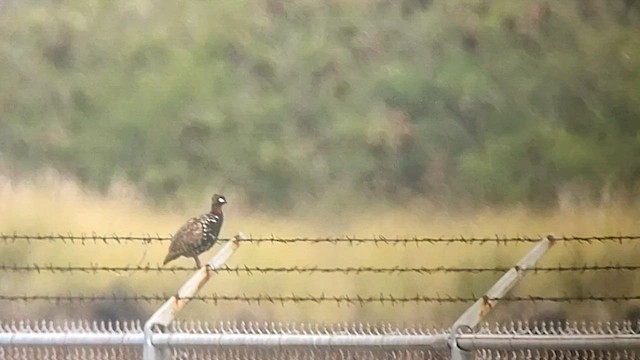 Black Francolin (Eastern) - ML585957291