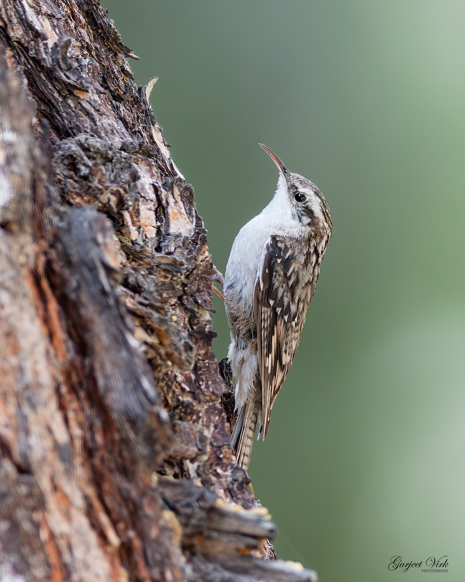 Bar-tailed Treecreeper - ML585957351