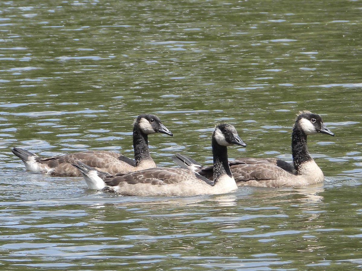 Canada Goose - ML585957481