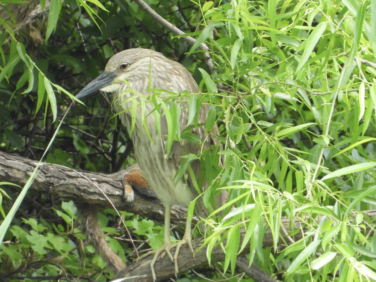 Yellow-crowned Night Heron - ML585957601