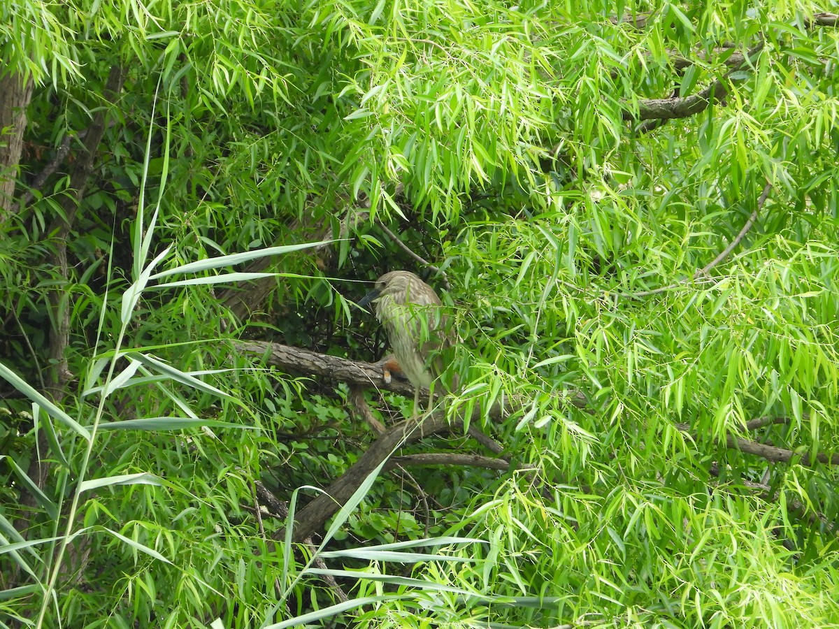 Yellow-crowned Night Heron - ML585957611