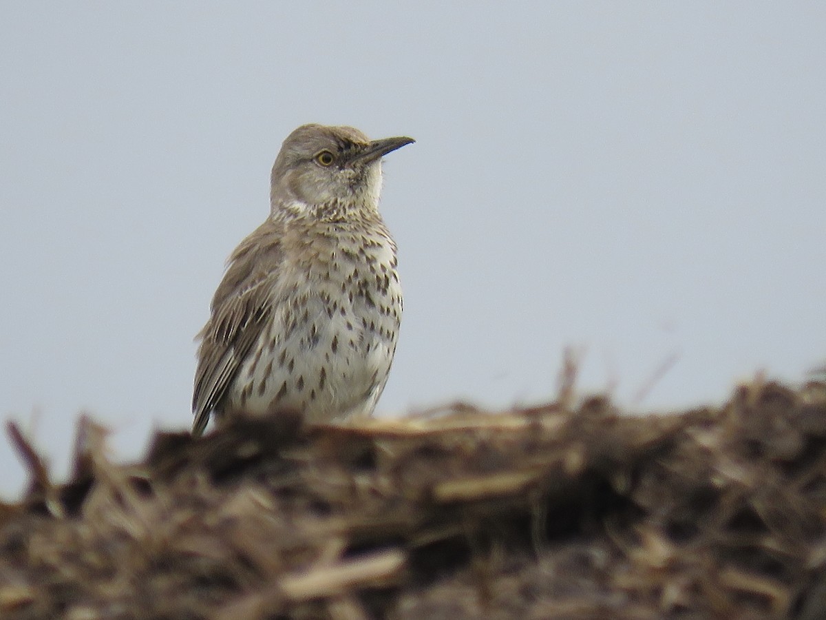 Sage Thrasher - ML585957881