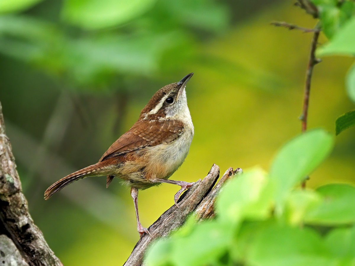 Carolina Wren - ML585958181