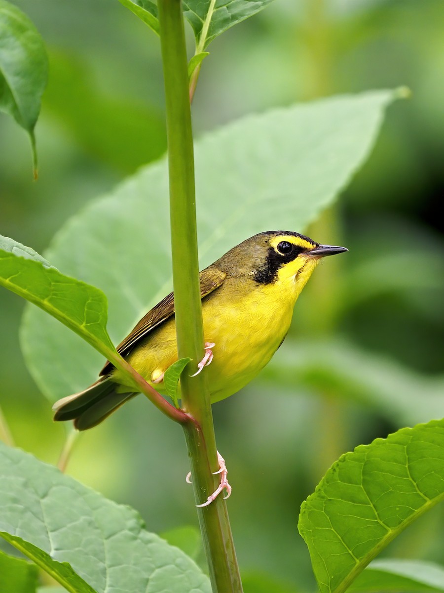 Kentucky Warbler - ML585958341