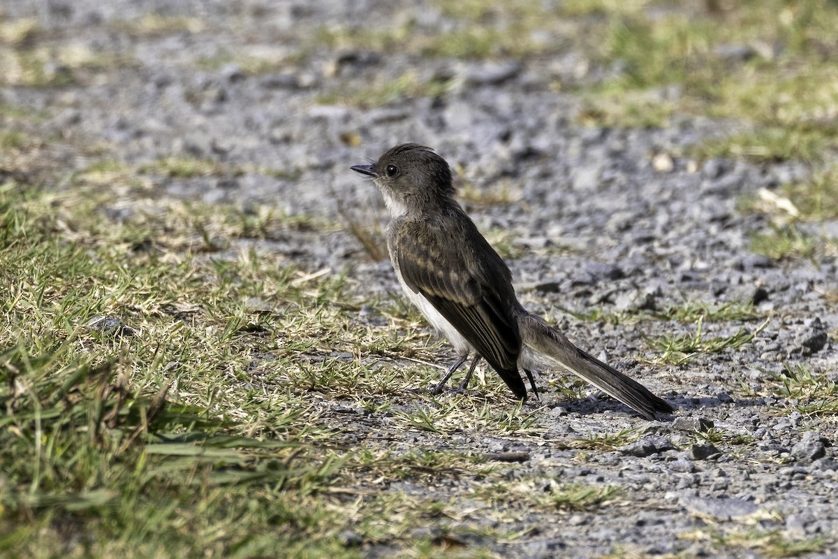 Eastern Phoebe - ML585958461