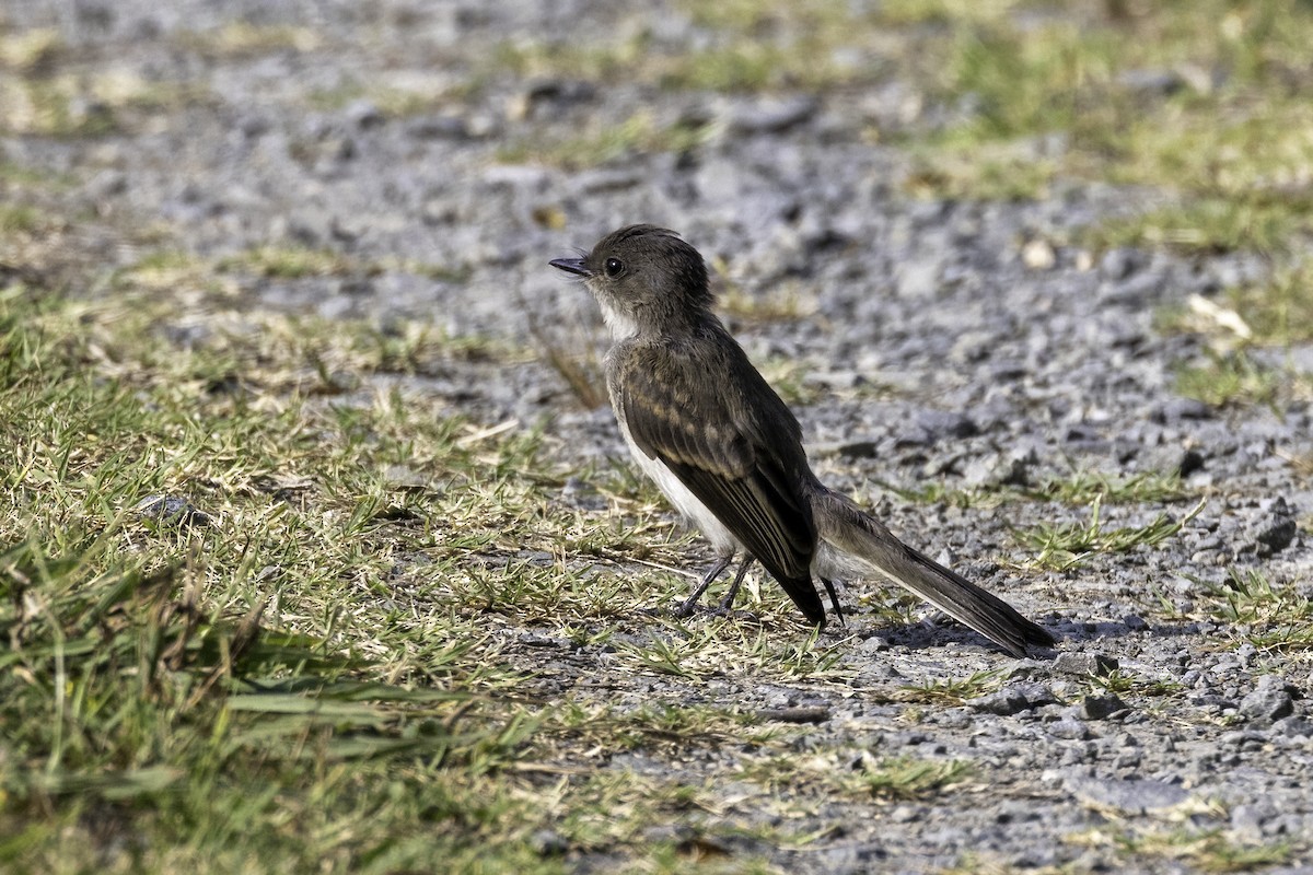 Eastern Phoebe - Mel Green