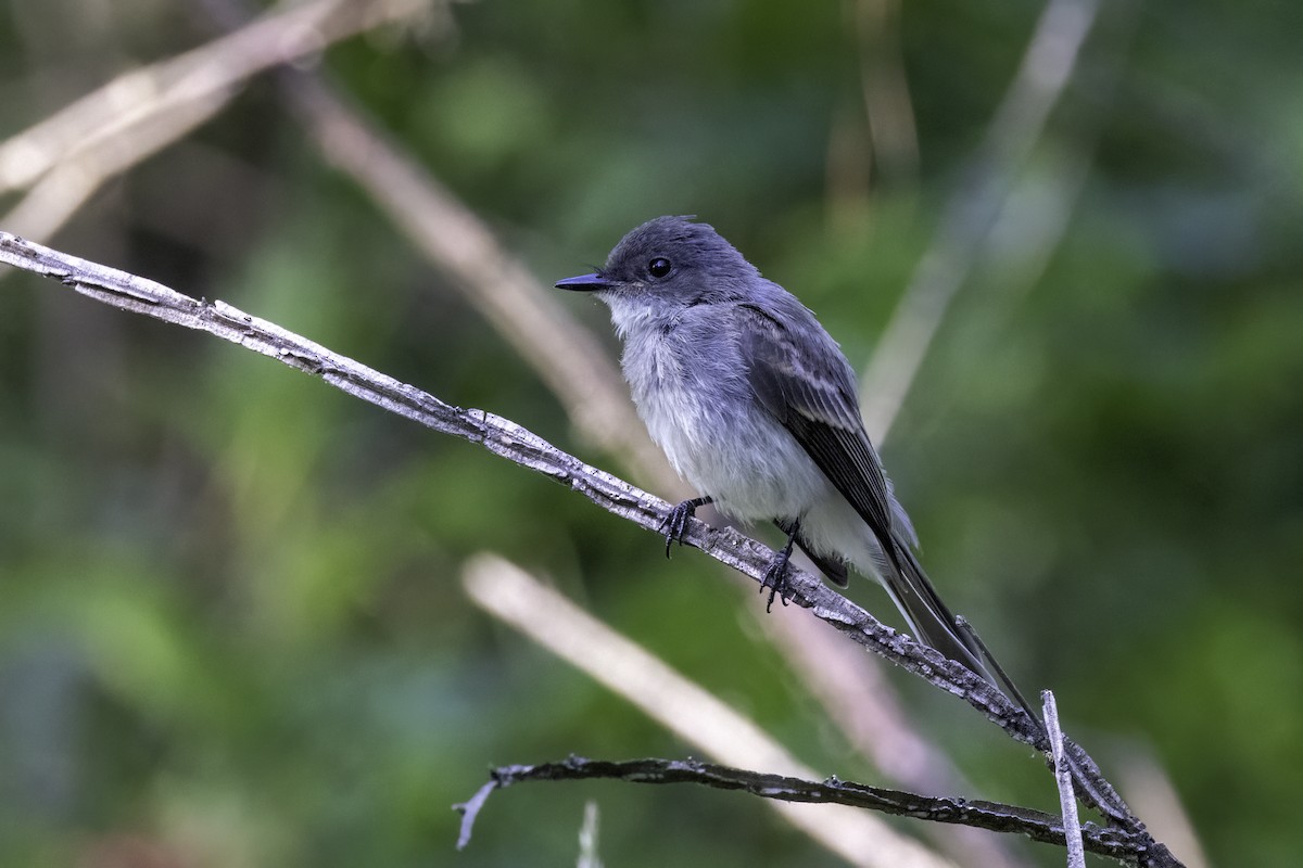 Eastern Phoebe - ML585958471