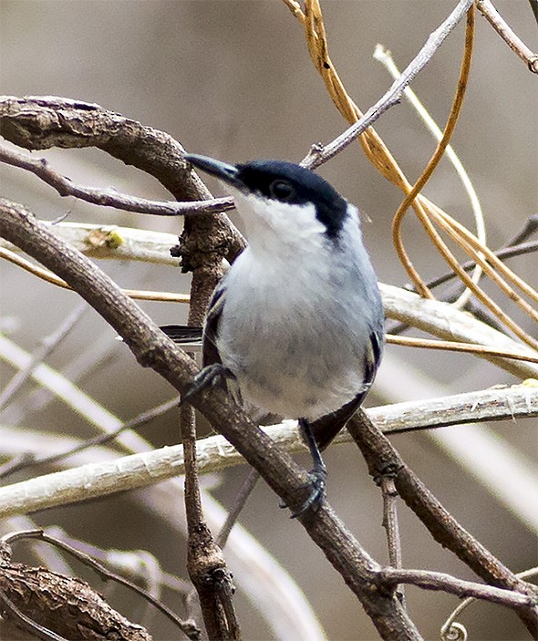 White-lored Gnatcatcher - ML58595891