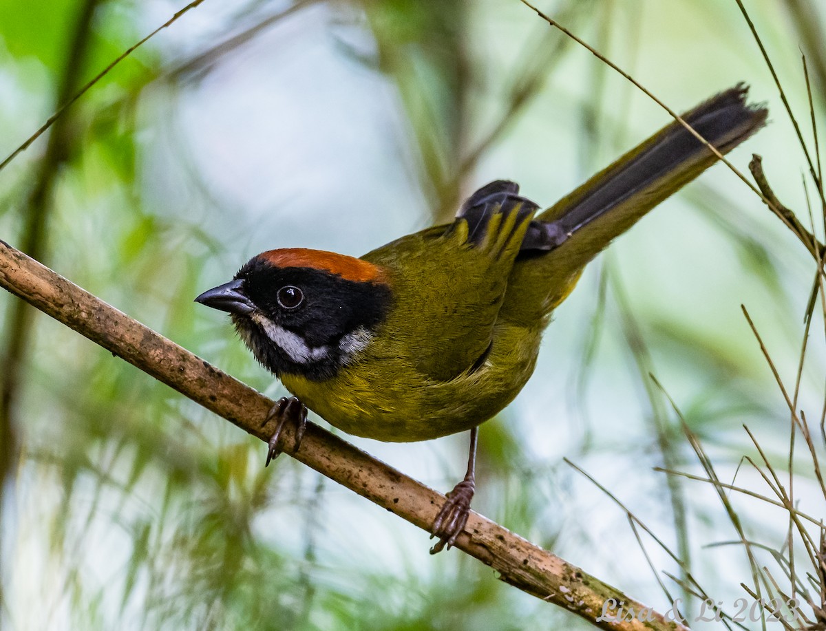 Moustached Brushfinch - ML585958971