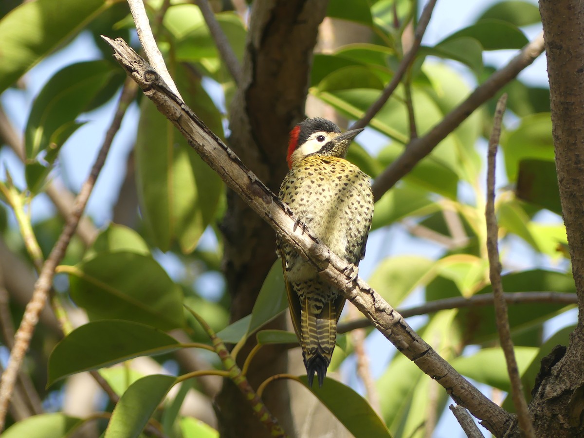 Green-barred Woodpecker - ML585959041