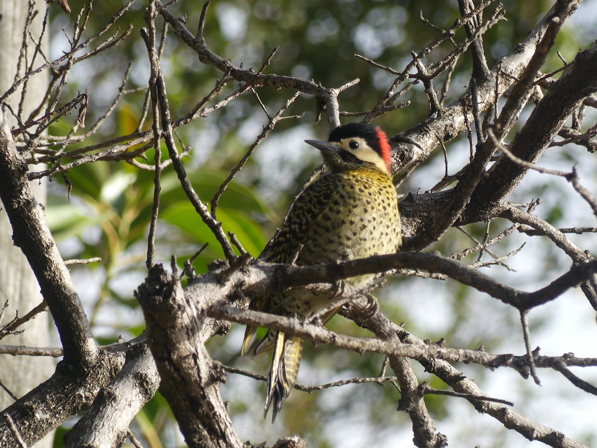 Green-barred Woodpecker - ML585959191