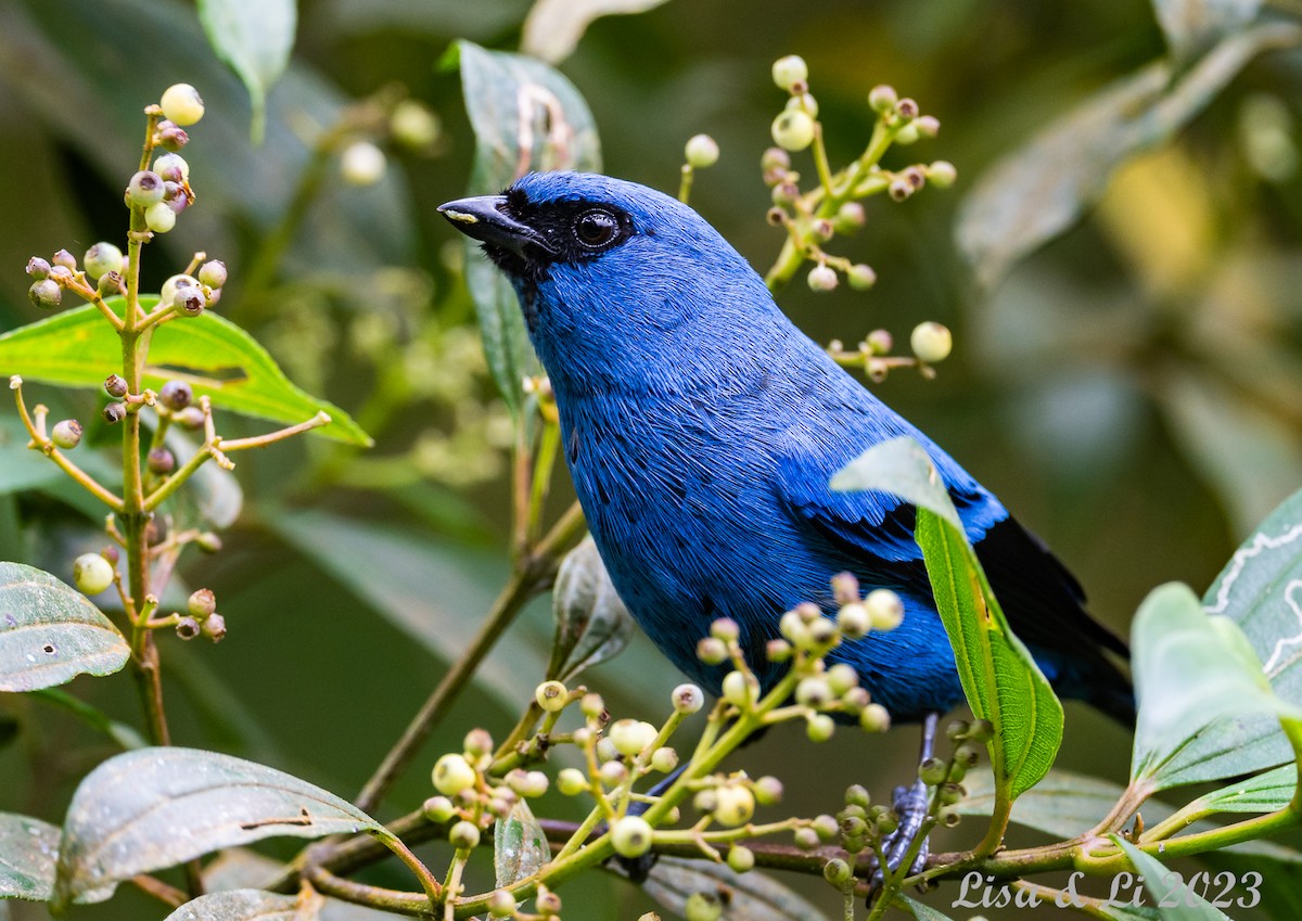 Blue-and-black Tanager - Lisa & Li Li