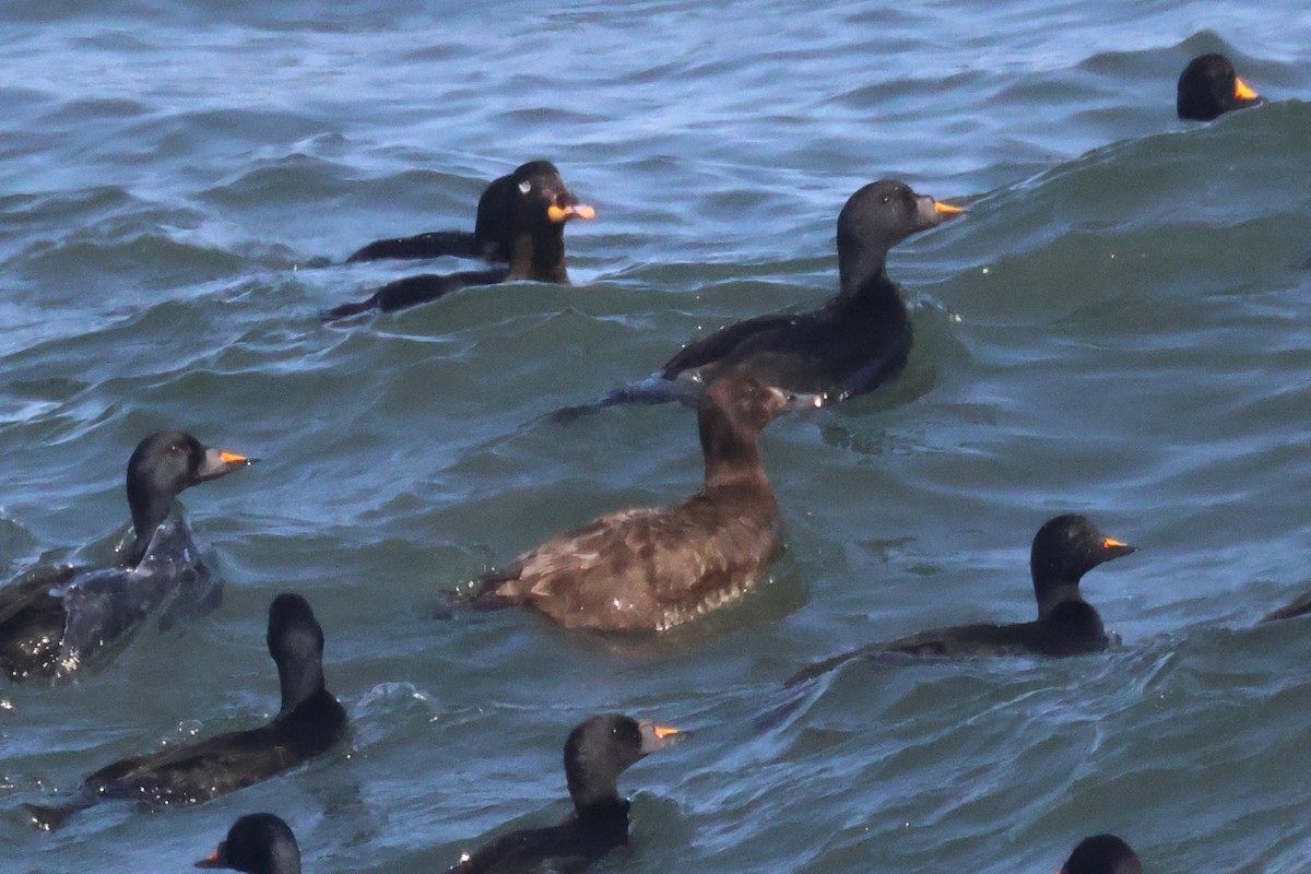 White-winged/Stejneger's Scoter - ML585959231