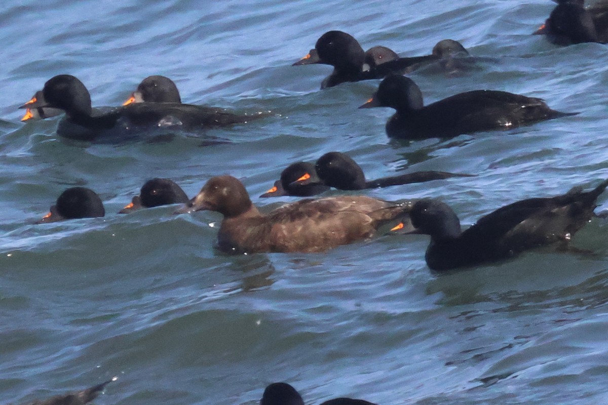 White-winged/Stejneger's Scoter - ML585959331