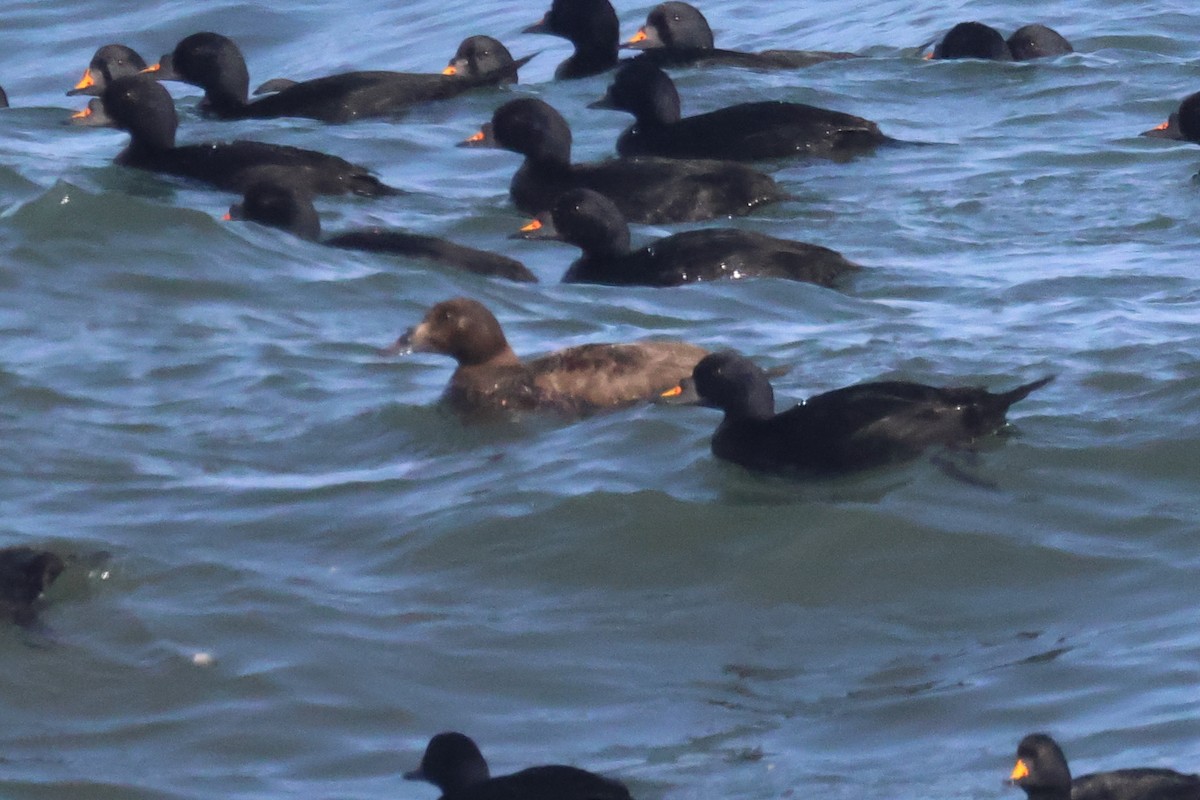 White-winged/Stejneger's Scoter - ML585959341