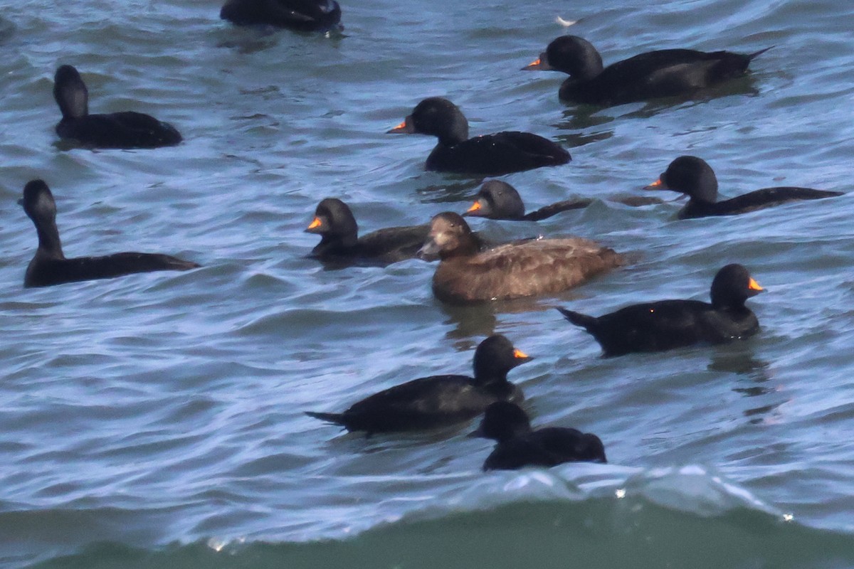 White-winged/Stejneger's Scoter - ML585959371