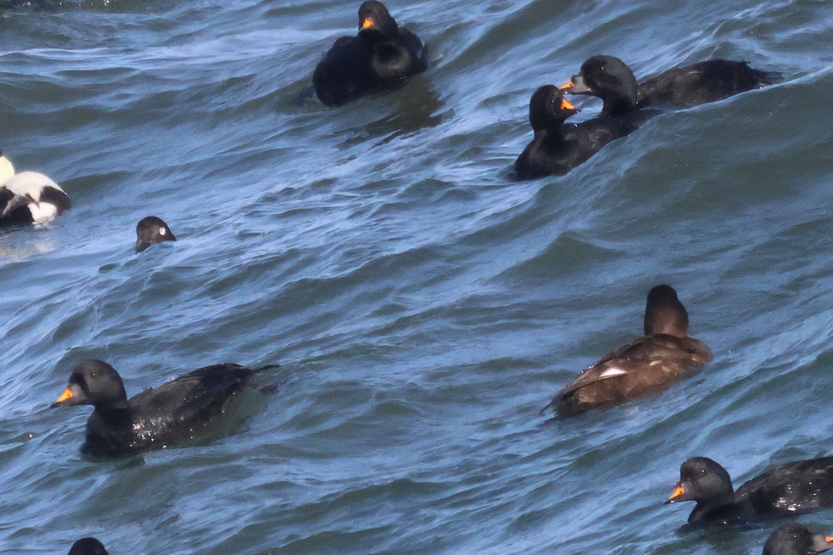 White-winged/Stejneger's Scoter - Stefan Aki Ragnarsson