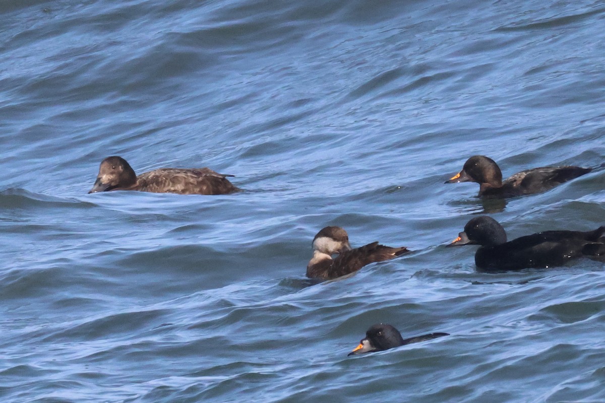 White-winged/Stejneger's Scoter - ML585959401