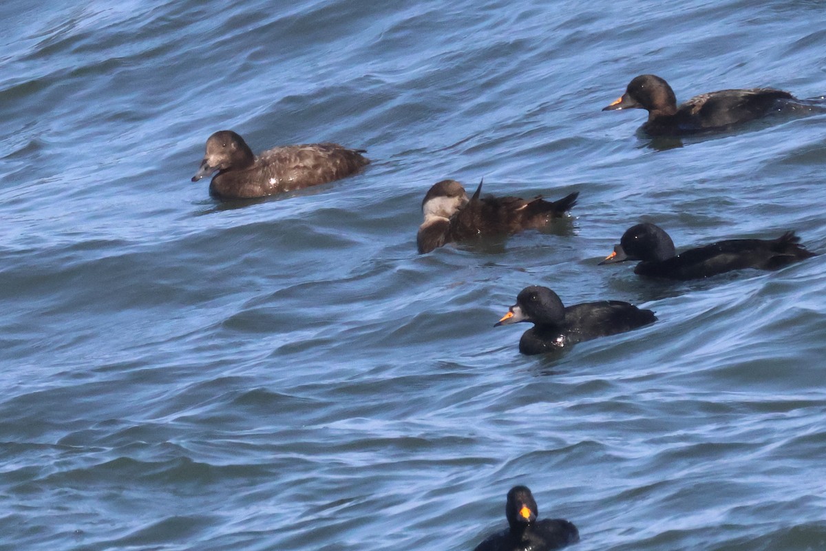 White-winged/Stejneger's Scoter - ML585959431