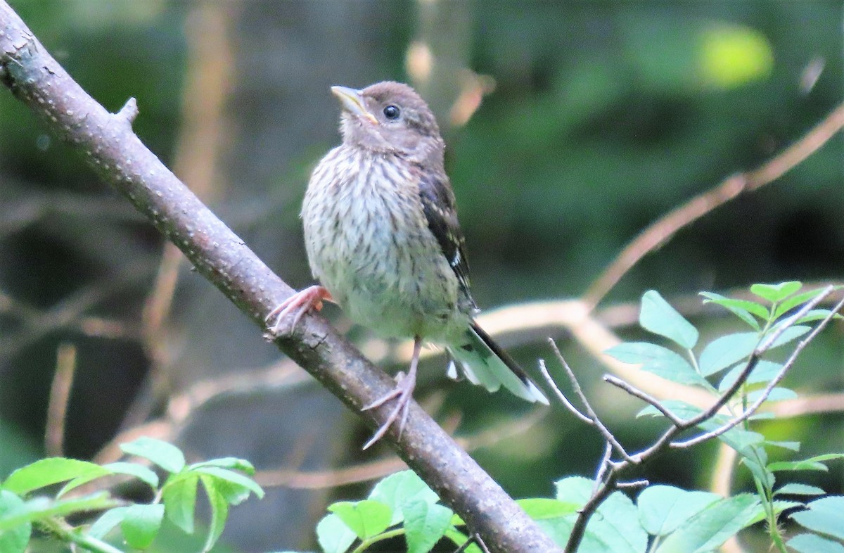 ワキアカトウヒチョウ - ML585960781