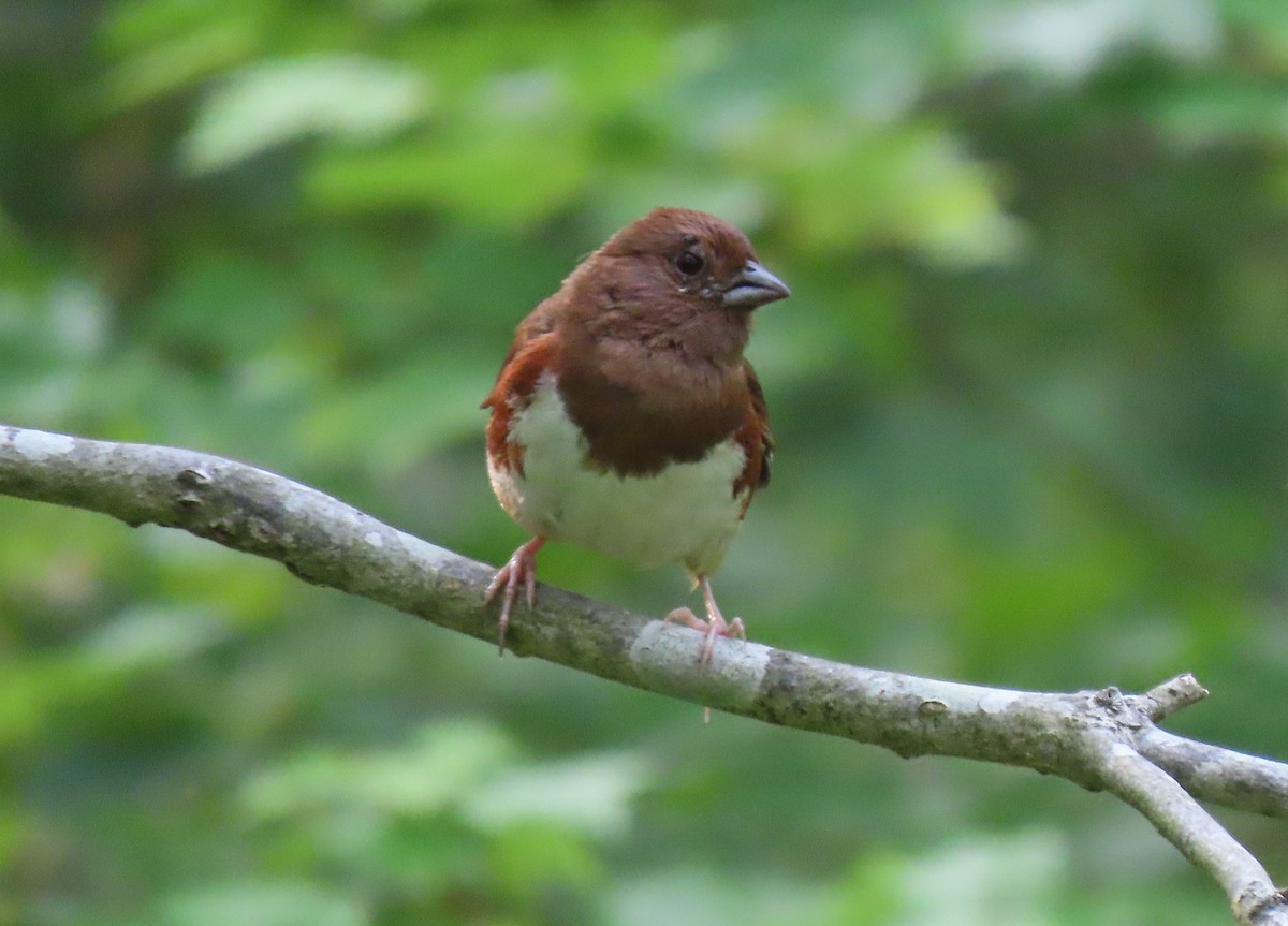 Eastern Towhee - ML585961191