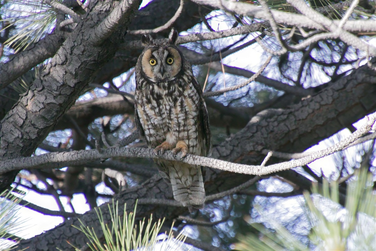 Long-eared Owl - ML585961231