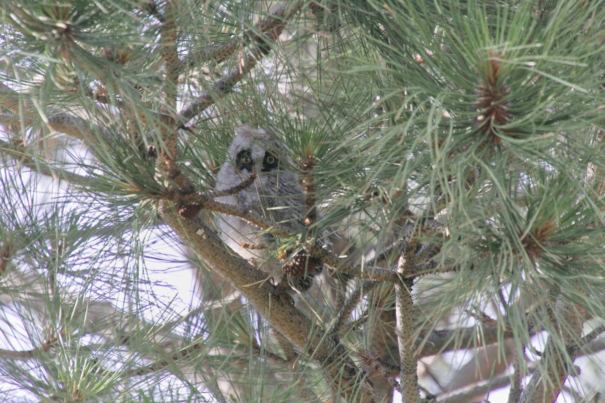 Long-eared Owl - ML585961241