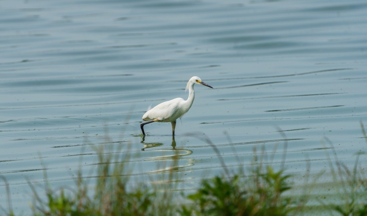 Snowy Egret - ML585961431